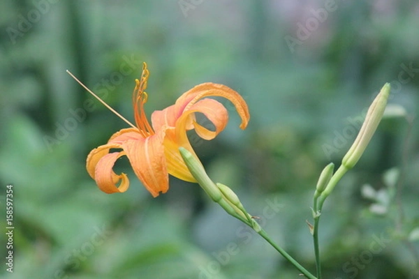 Obraz Orange Day Lilly