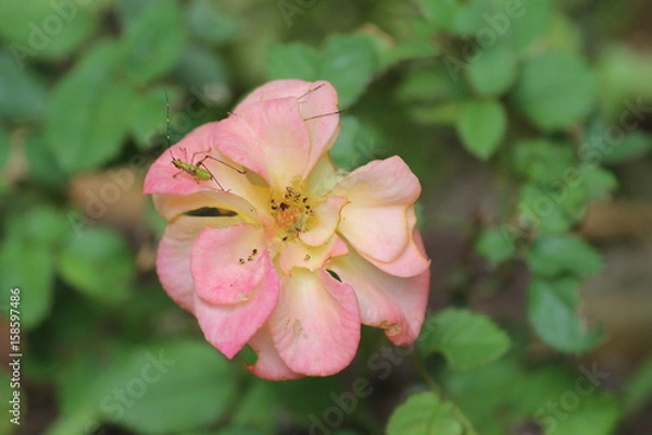 Obraz Wild Cherokee Rose & Insect