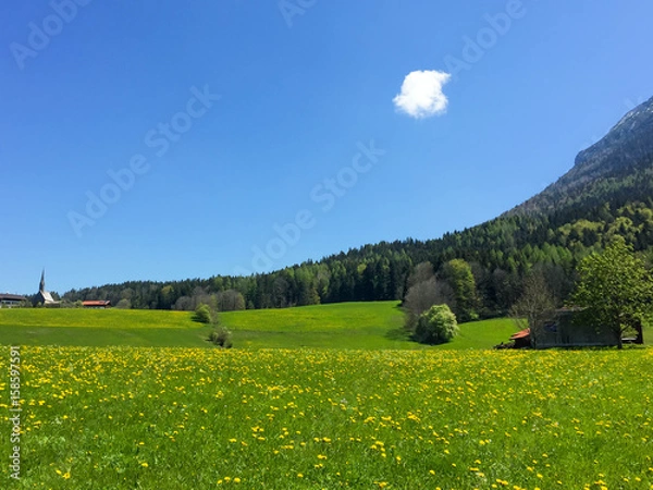Fototapeta Saftige Wiese mit Löwenzahn