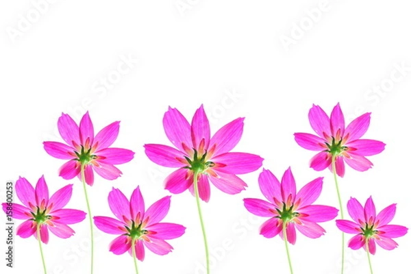 Fototapeta Cosmos flowers isolated on white background