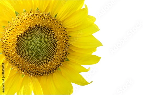 Fototapeta Closeup of sunflower isolated on white background