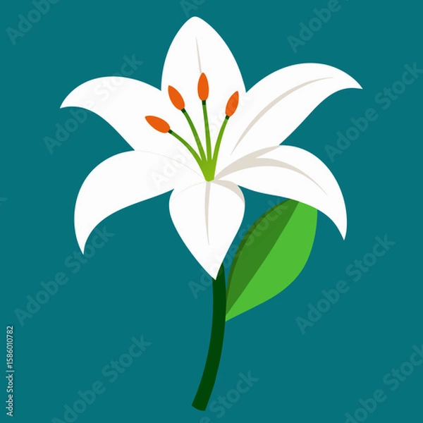 Fototapeta white lily flower