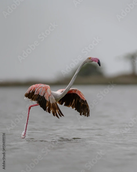 Obraz Flamingos