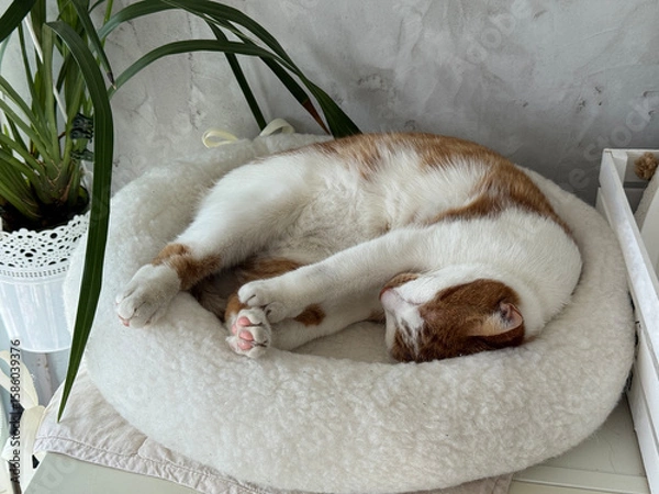 Fototapeta Ginger cat resting in a cat bed.