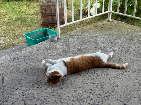 Fototapeta Ginger and white cat sleeping on its side on a concrete porch. Oblique Angle.