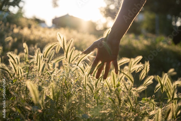 Fototapeta Open hand of a man caressing wheat at sunset. Concept of wellbeing and connection with nature