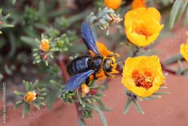 Obraz Xylocope violet