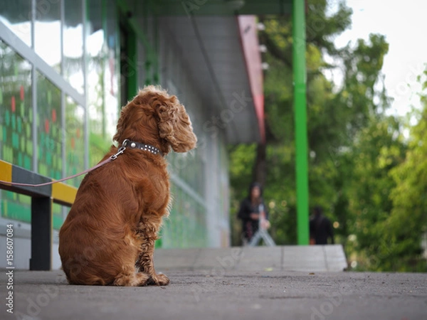 Obraz dog tied up outside a shop. waiting for the owner