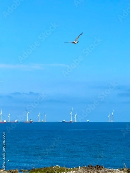 Fototapeta Many ships can be seen afar and a seagull flying in the sea in Greyhope Bay, Aberdeen