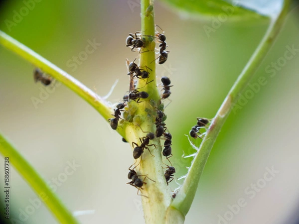 Obraz Aphid and ant
