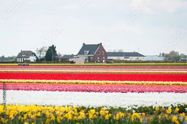 Fototapeta tulips fields