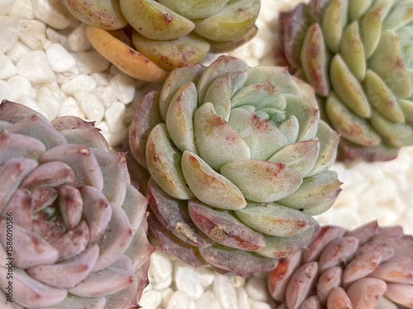 Fototapeta Closeup of echeveria succulent plant in beautiful shape, with small white pebbles covering the surface of the soil.