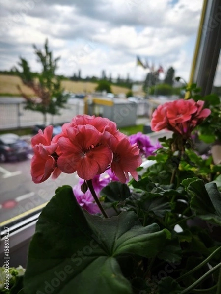 Obraz garden pelargonium, house flowers, flowering pots, indoor violets, green office, landscaping of apartments and premises
