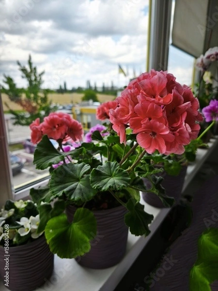 Obraz garden pelargonium, house flowers, flowering pots, indoor violets, green office, landscaping of apartments and premises