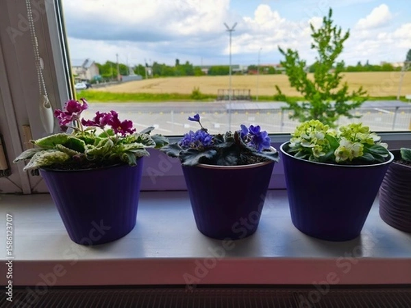 Obraz indoor violet, violet in a pot, home flowers, blooming flower pots, purple flowers, pink flowers, green office, landscaping of an apartment, flowers in pots, flowers on a windowsill