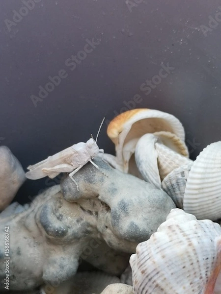 Obraz grasshopper, shells, haunted beach, white insect