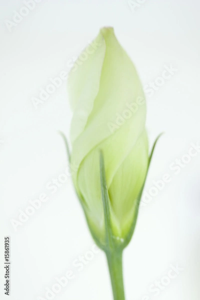 Fototapeta トルコキキョウ