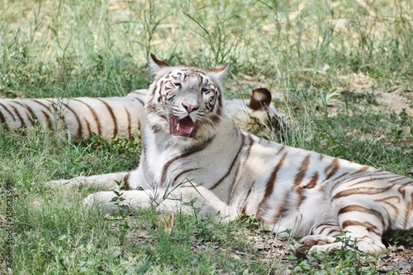 Obraz white tiger