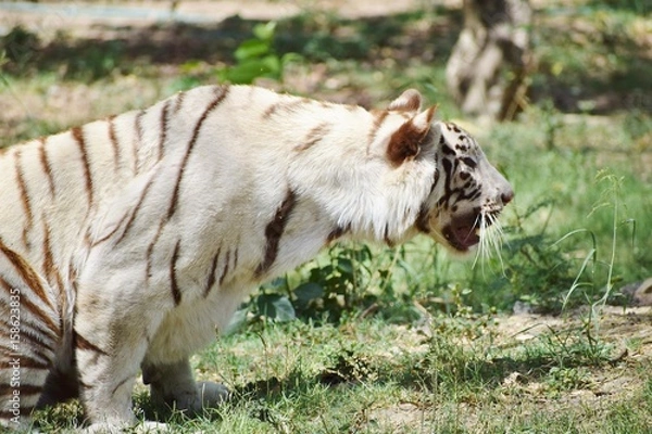Obraz white tiger