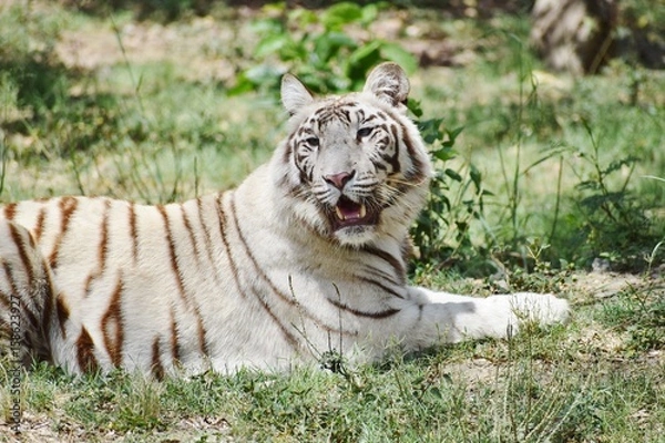 Obraz white tiger