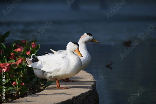 Obraz ducks