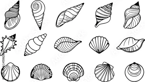 Fototapeta Seashells collection features various shapes and sizes in a detailed line art drawing