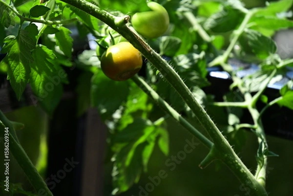 Fototapeta tomatoes on a bush rotten on one side