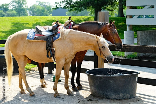 Obraz Two saddled horses drinking at a trough