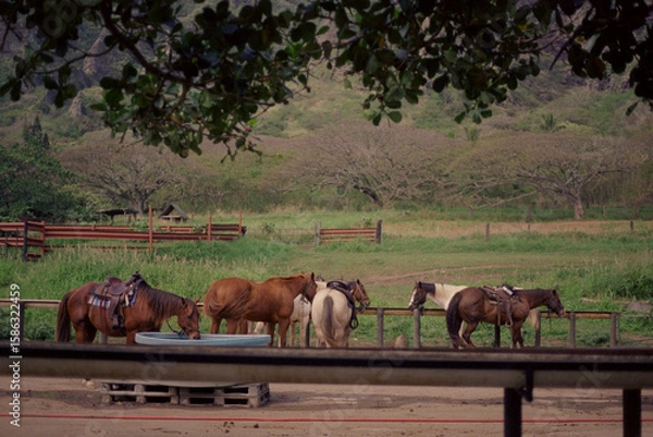 Obraz herd of horses