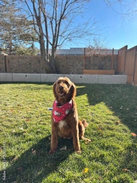 Obraz dog in the park