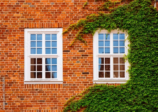 Fototapeta Windows with ivy