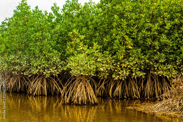 Obraz Mangrove trees