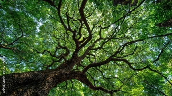 Fototapeta Low-angle shot of a large tree with green leaves and a wide, twisting trunk