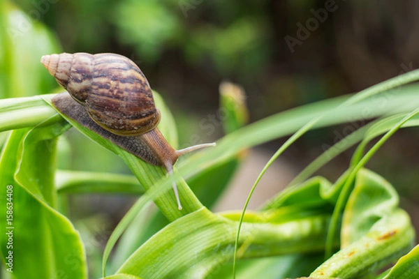 Fototapeta snail