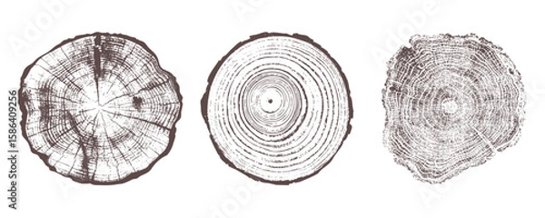 Obraz Set of three detailed tree ring patterns 