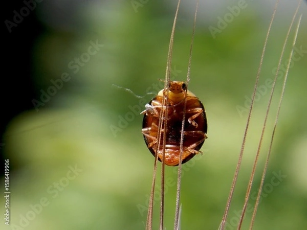Fototapeta a little ladybug walks on the grass