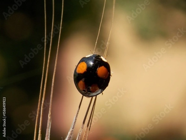 Fototapeta a little ladybug walks on the grass