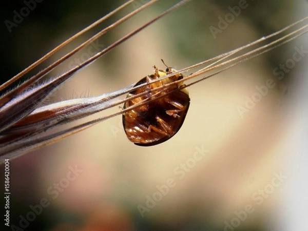 Fototapeta a little ladybug walks on the grass