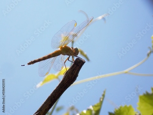 Fototapeta a large yellow dragonfly on a branch