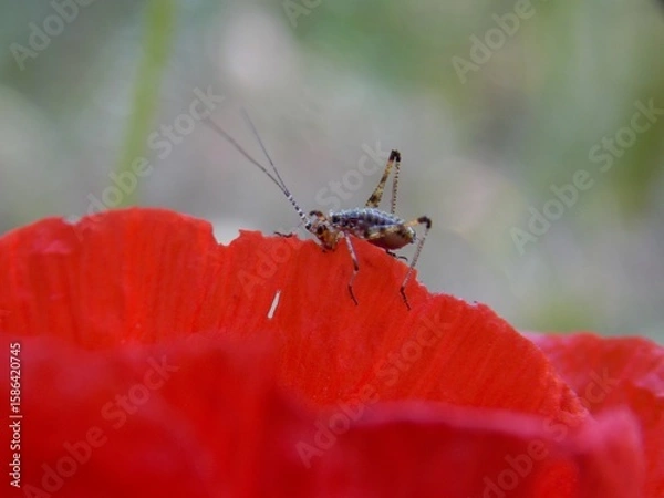 Fototapeta a small grasshopper on a red poppy petal