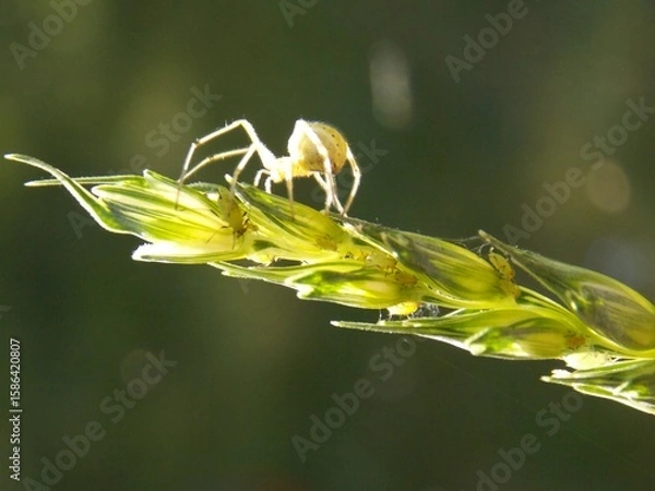 Fototapeta a small spider on a green plant
