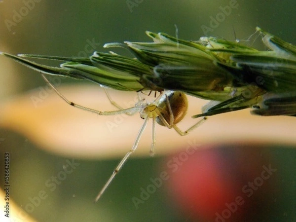 Fototapeta a small spider on a green plant