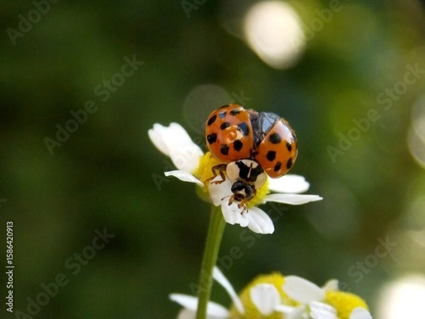 Fototapeta red ladybug on a chamomile flower