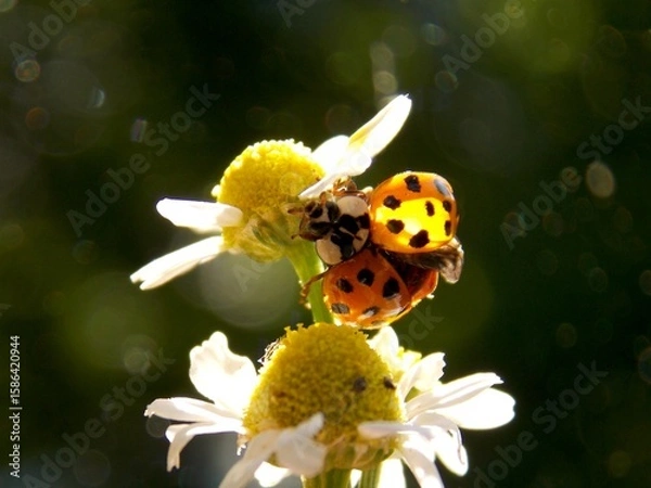 Fototapeta red ladybug on a chamomile flower