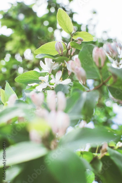 Fototapeta Tree branch with white flowers, gentle background. Closeup, soft focus.