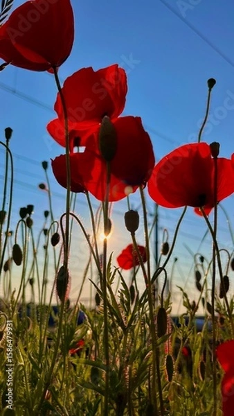 Fototapeta poppies
