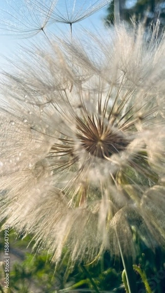 Fototapeta dandelion
