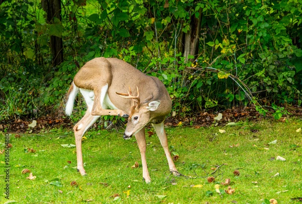 Fototapeta A male white tailed deer, Odocoileus virginianus, with antlers scratching his forehead with his hoof 