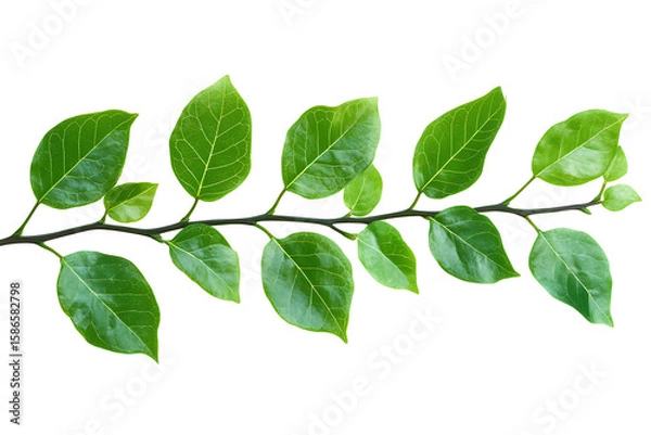 Fototapeta Close-up of a vibrant, healthy green branch with various leaves against a pure white background