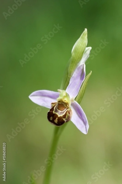 Obraz Ophrys apifera